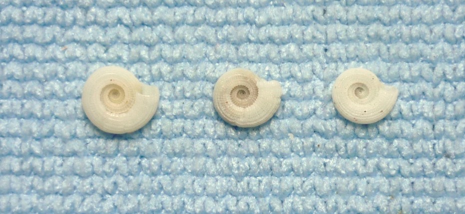 Pseudotorinia architae?